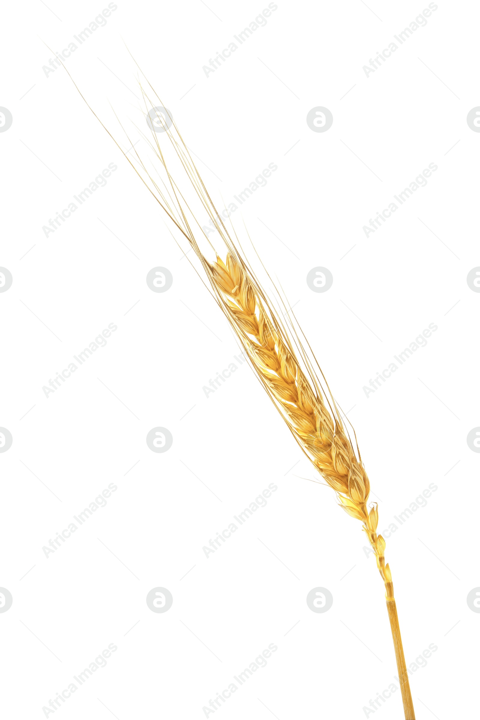Image of Golden ear of wheat on white background