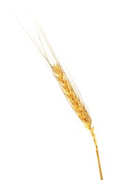Image of Golden ear of wheat on white background