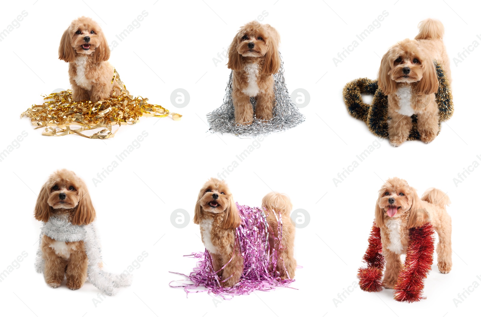 Cute fluffy dog with bright tinsels on white background, collage Image of Cute fluffy dog with bright tinsels on white background, collage