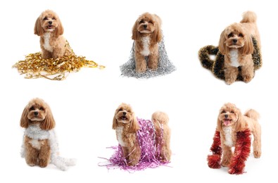 Image of Cute fluffy dog with bright tinsels on white background, collage