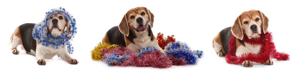 Image of Cute dog with bright tinsels on white background, collage