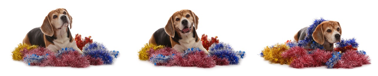 Image of Cute dog with bright tinsels on white background, collage