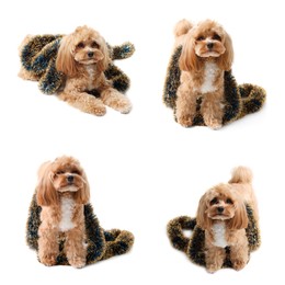 Image of Cute fluffy dog with bright tinsel on white background, collage