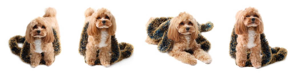 Image of Cute fluffy dog with bright tinsel on white background, collage