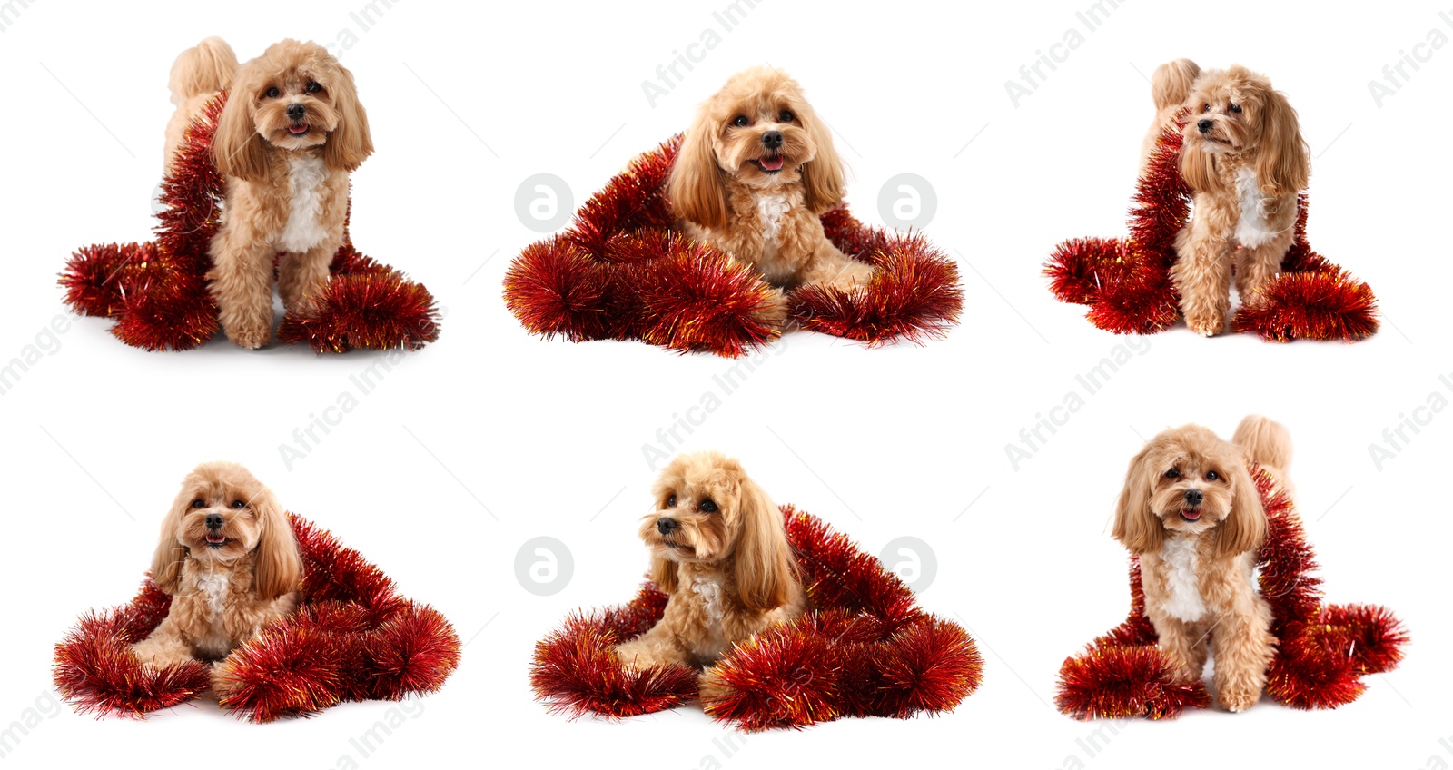Image of Cute fluffy dog with bright tinsel on white background, collage