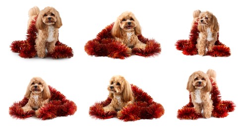 Image of Cute fluffy dog with bright tinsel on white background, collage