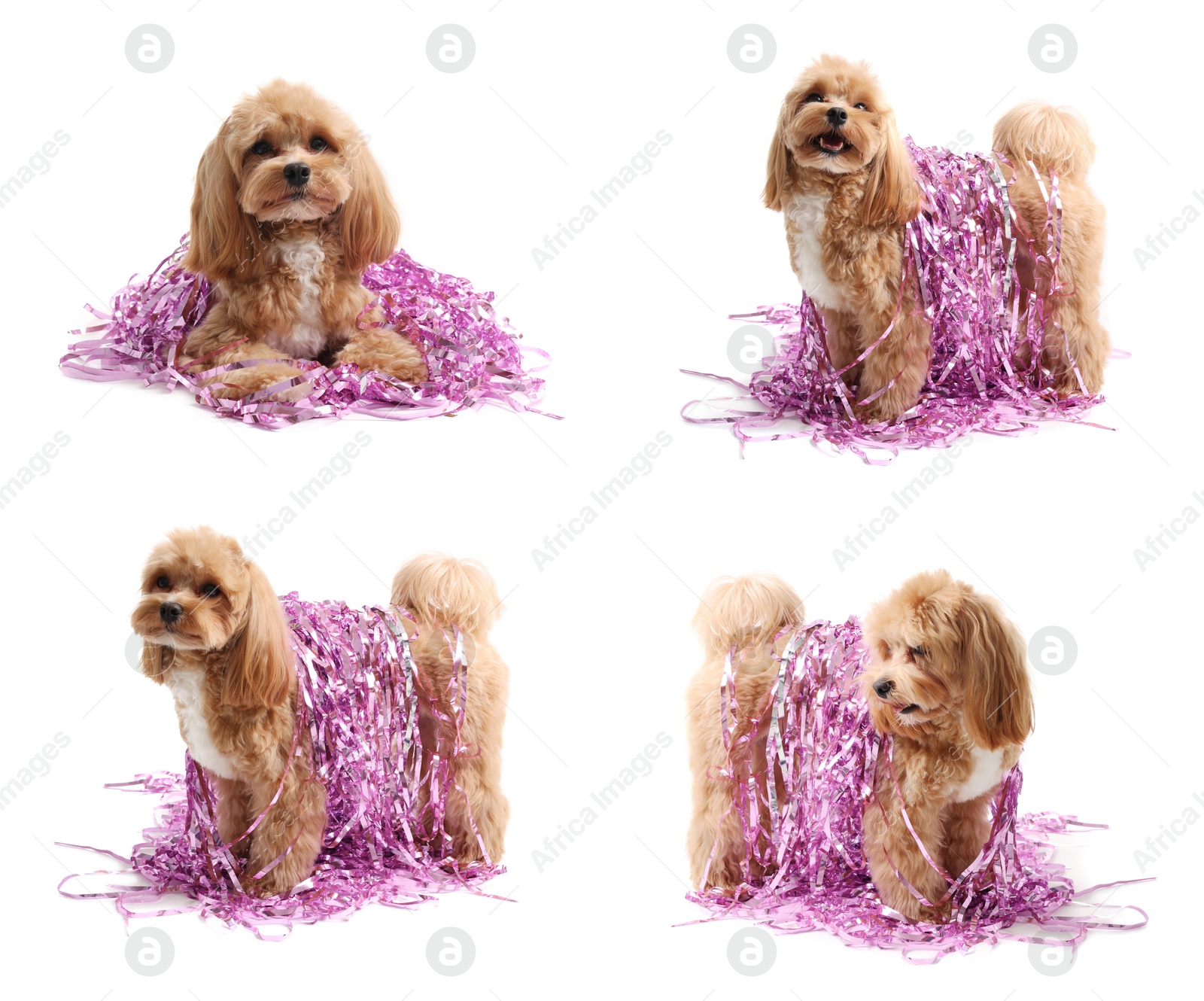 Image of Cute fluffy dog with bright tinsel on white background, collage