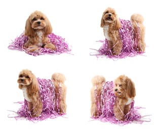 Image of Cute fluffy dog with bright tinsel on white background, collage