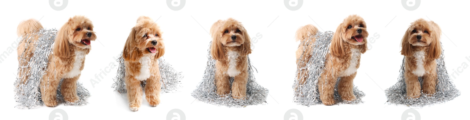Cute fluffy dog with bright tinsel on white background, collage Image of Cute fluffy dog with bright tinsel on white background, collage