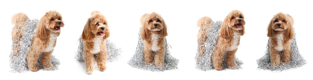 Image of Cute fluffy dog with bright tinsel on white background, collage