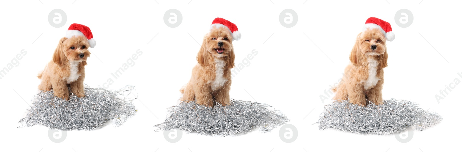 Image of Cute fluffy dog with bright tinsel and Santa hat on white background, collage