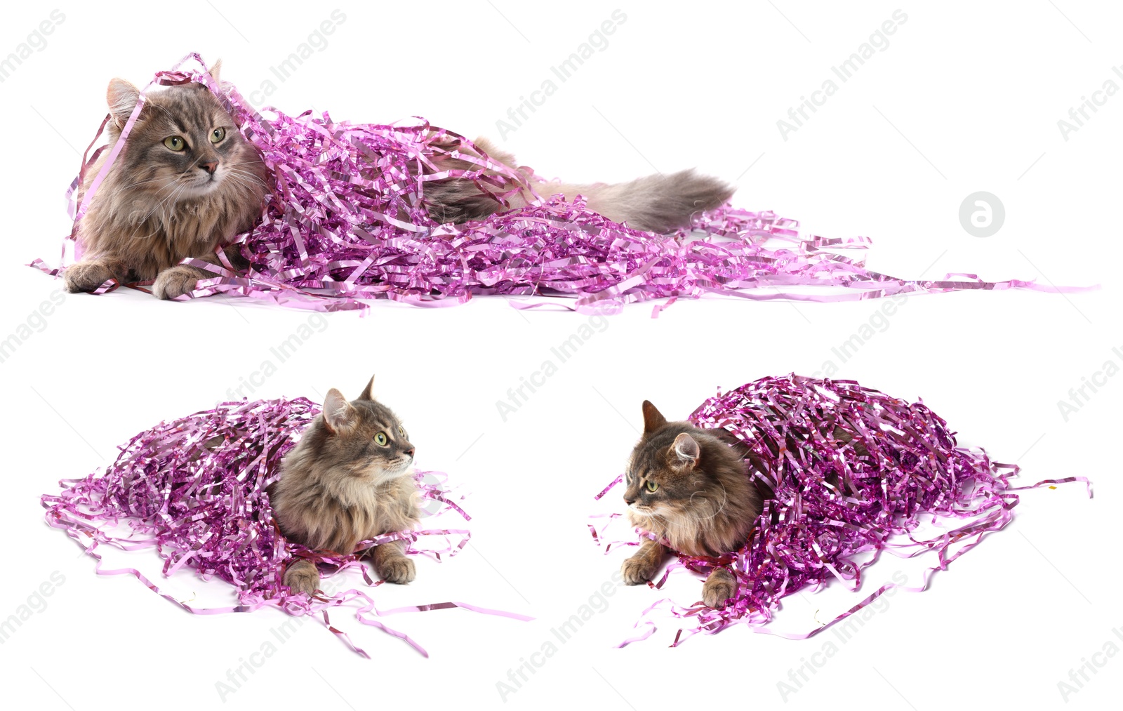 Cute furry cat with bright tinsel on white background, collage Image of Cute furry cat with bright tinsel on white background, collage