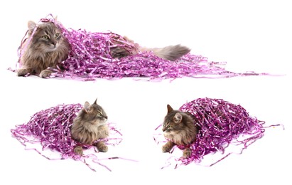 Image of Cute furry cat with bright tinsel on white background, collage
