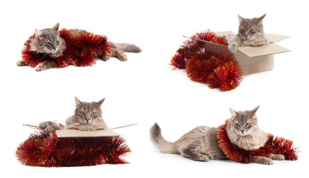 Image of Cute furry cat with bright tinsel on white background, collage