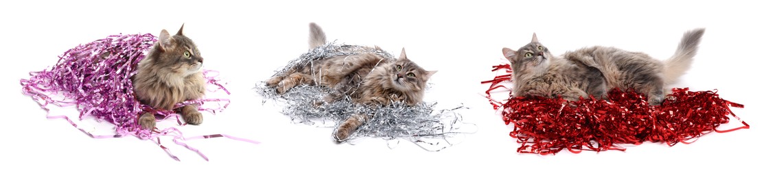 Image of Cute furry cat with bright tinsels on white background, collage