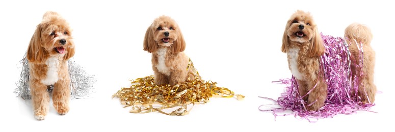 Image of Cute fluffy dog with bright tinsels on white background, collage