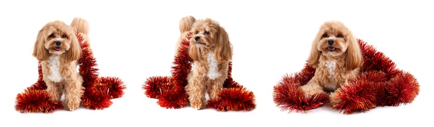 Image of Cute fluffy dog with bright tinsel on white background, collage