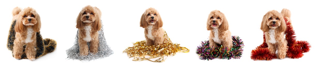 Image of Cute fluffy dog with bright tinsels on white background, collage