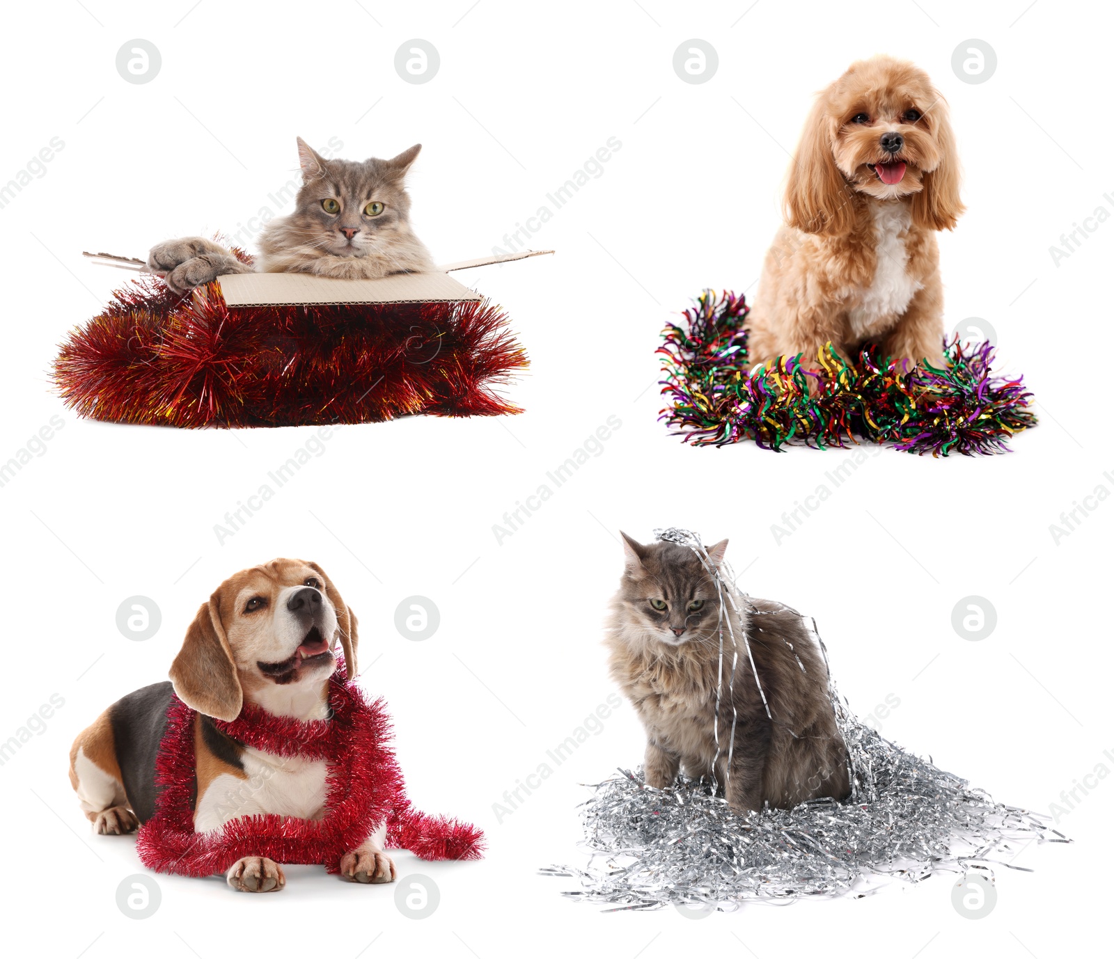 Cute dogs and cat with bright tinsels on white background, collage Image of Cute dogs and cat with bright tinsels on white background, collage