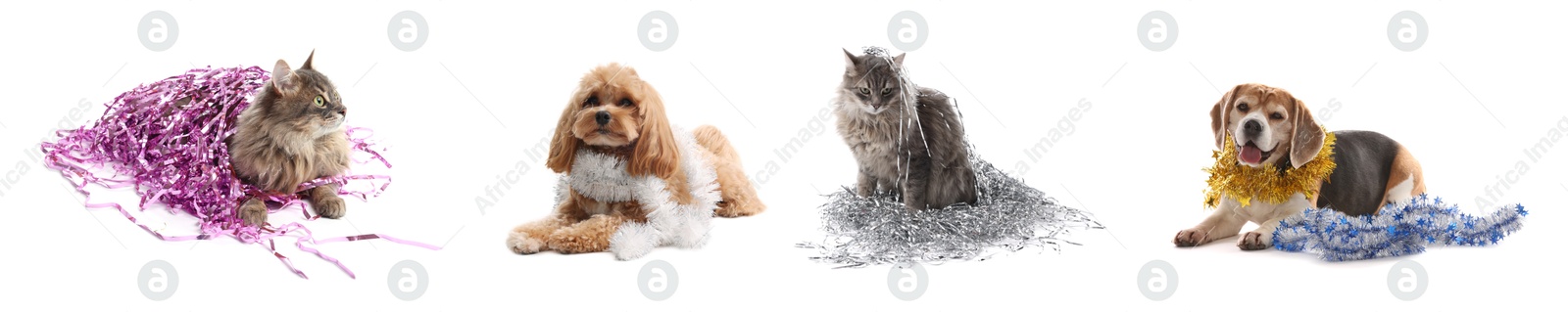 Cute dogs and cat with bright tinsels on white background, collage Image of Cute dogs and cat with bright tinsels on white background, collage