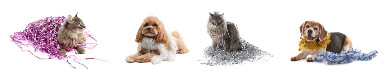 Image of Cute dogs and cat with bright tinsels on white background, collage