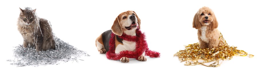 Image of Cute dogs and cat with bright tinsels on white background, collage