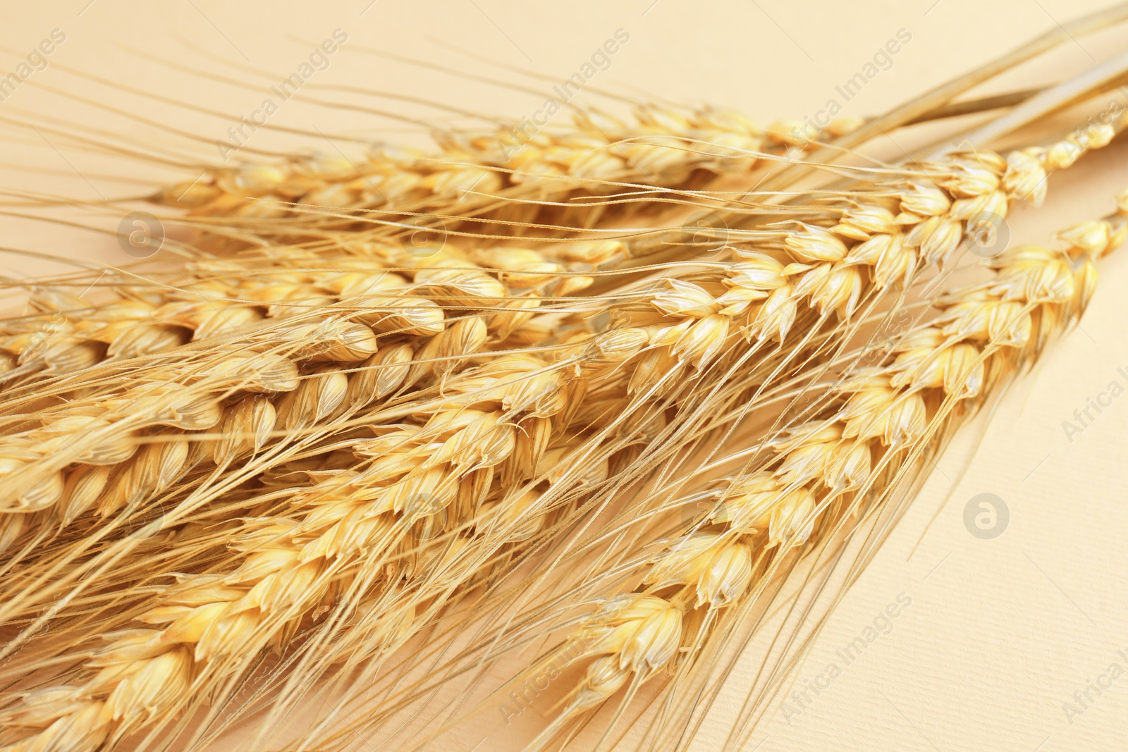 Image of Golden ears of wheat on beige background, closeup