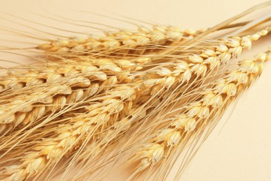 Image of Golden ears of wheat on beige background, closeup