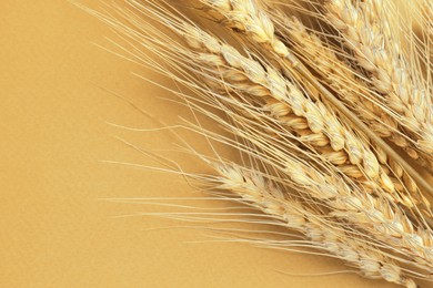 Image of Ears of wheat on golden background, closeup