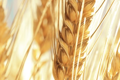 Image of Golden ear of wheat. Spikelet, closeup view
