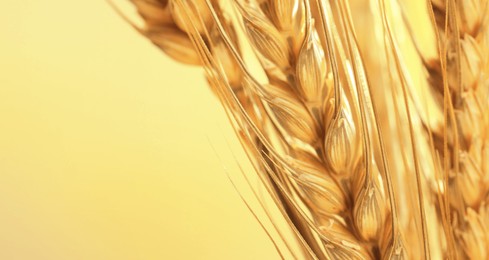 Image of Ears of wheat on golden background, closeup view