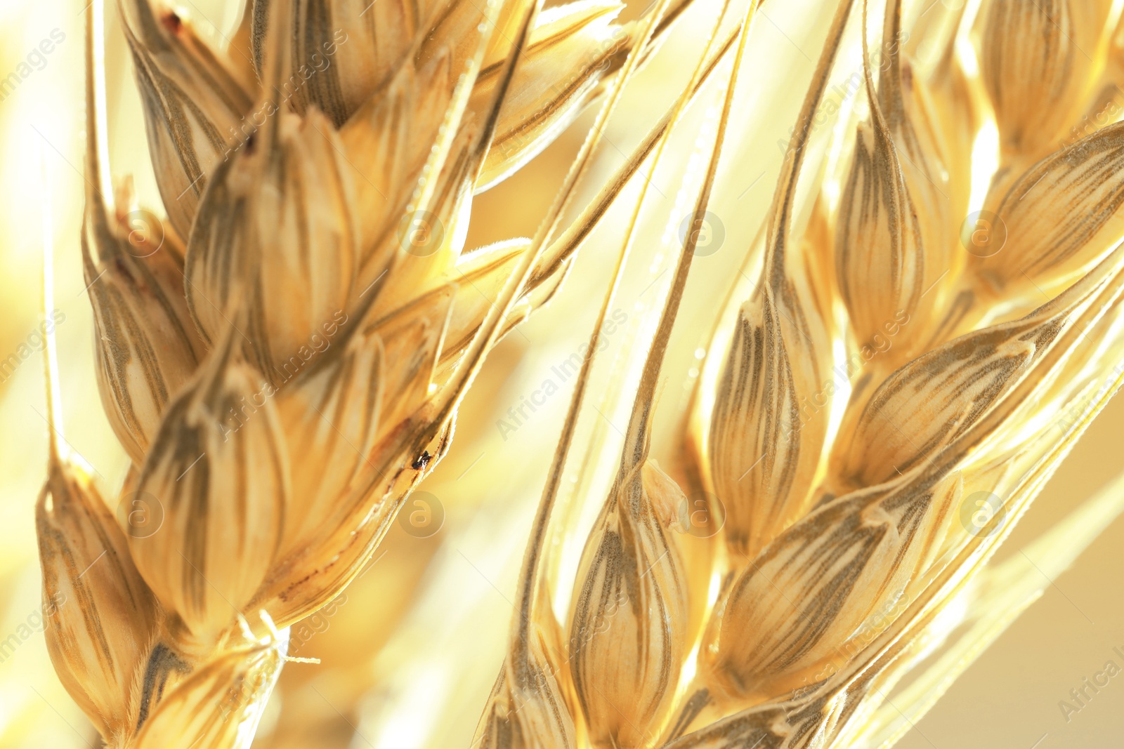 Golden ears of wheat. Spikelets, closeup view Image of Golden ears of wheat. Spikelets, closeup view