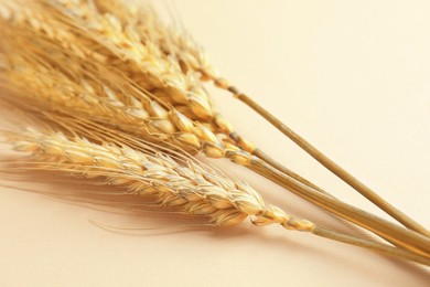Image of Golden ears of wheat on beige background, closeup