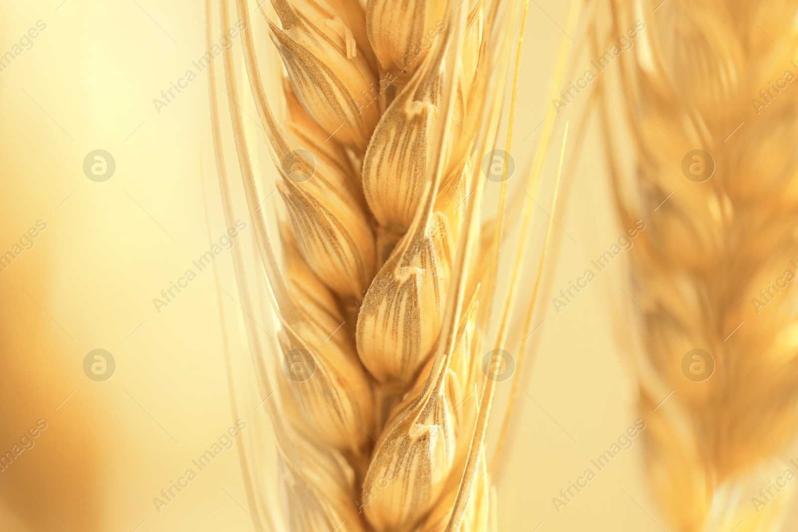 Image of Golden ear of wheat. Spikelet, closeup view