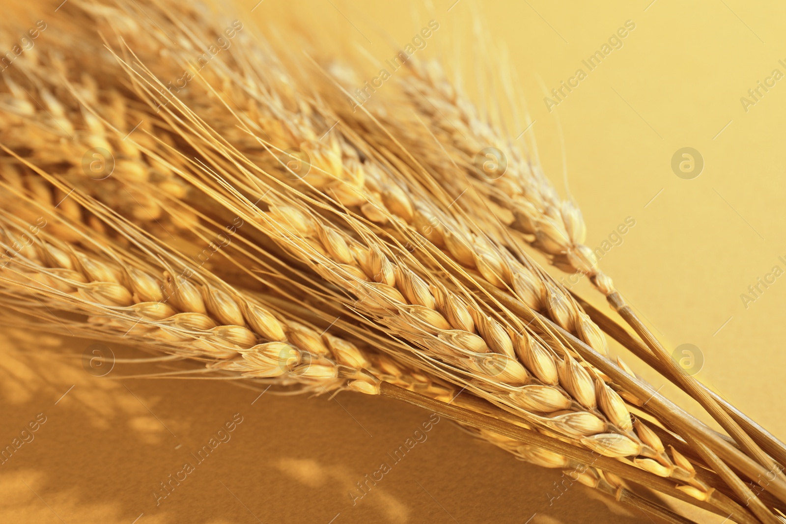 Ears of wheat on golden background, closeup Image of Ears of wheat on golden background, closeup