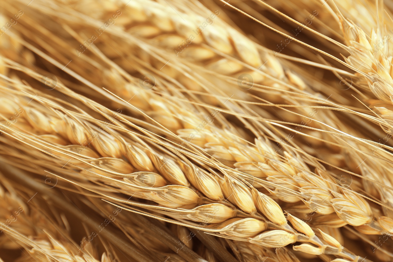 Image of Golden ears of wheat. Many spikelets, closeup