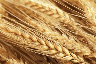 Image of Golden ears of wheat. Many spikelets, closeup