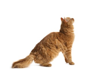 Photo of Cute ginger cat on white background. Adorable pet
