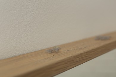 Photo of Clumps of dust on wooden surface near light wall, closeup