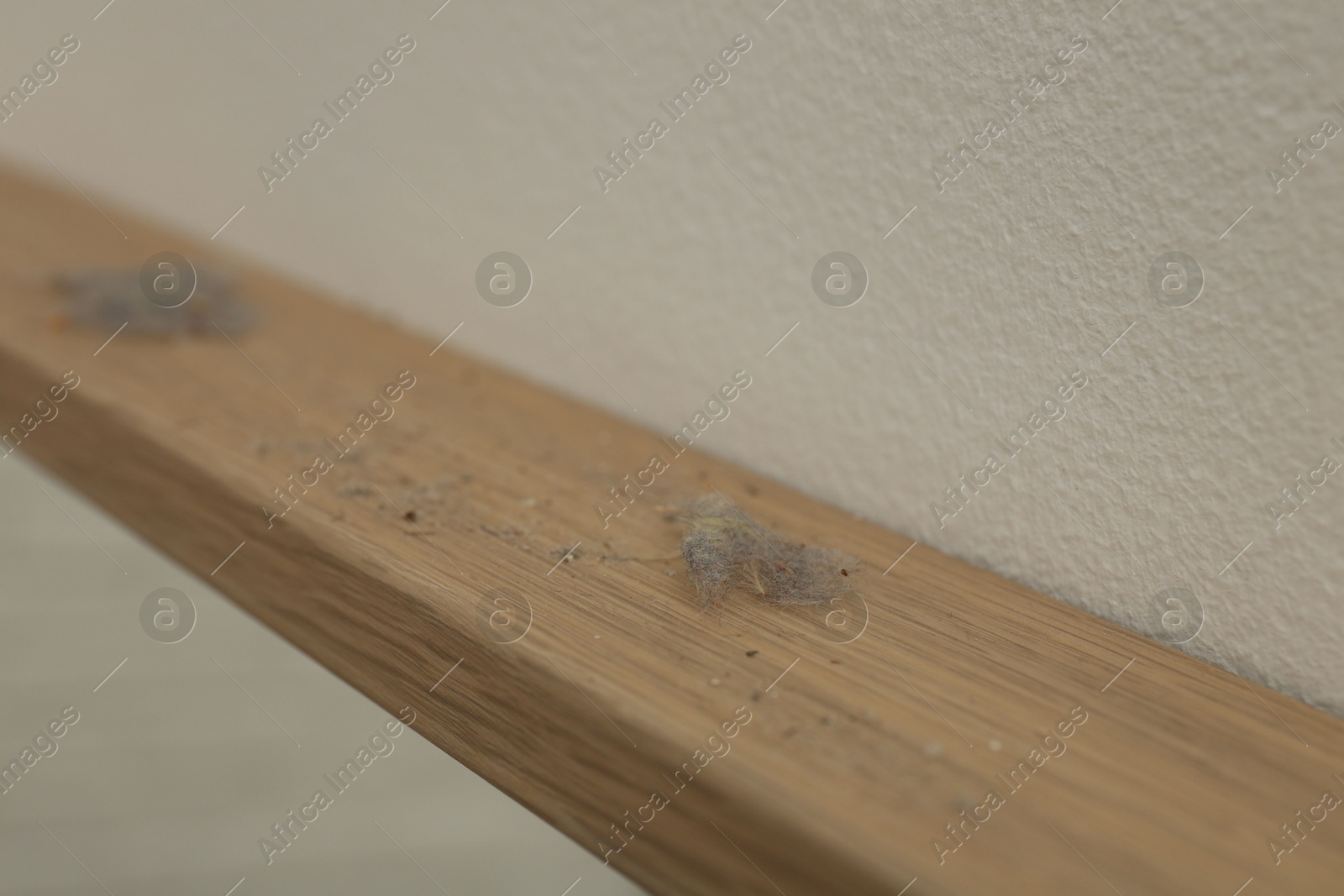 Photo of Clumps of dust on wooden surface near light wall, closeup