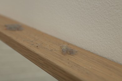 Photo of Clumps of dust on wooden surface near light wall, closeup