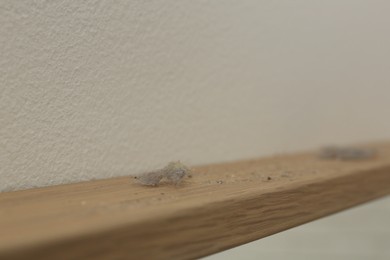 Photo of Clumps of dust on wooden surface near light wall, closeup