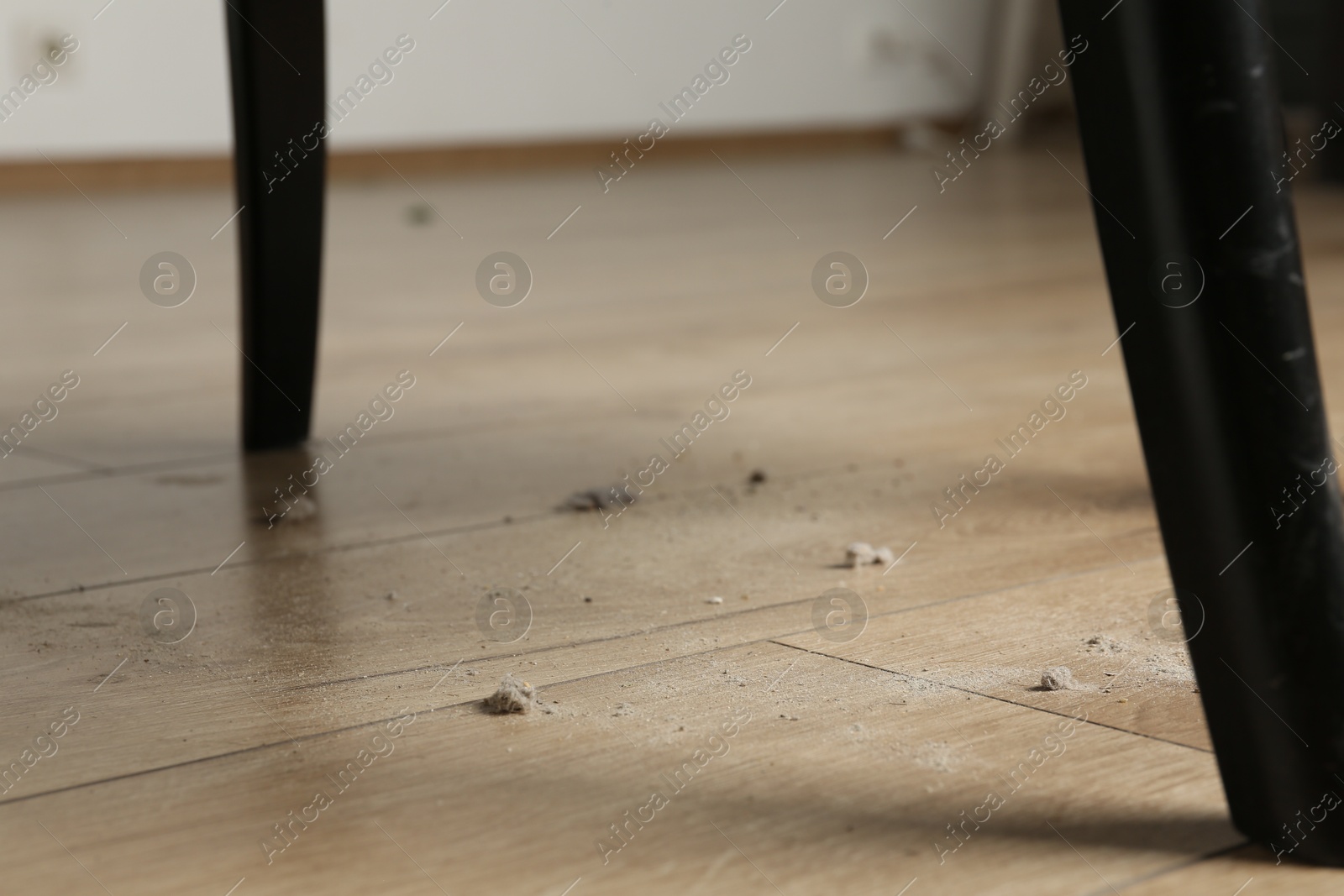 Photo of Clumps of dust on wooden floor indoors