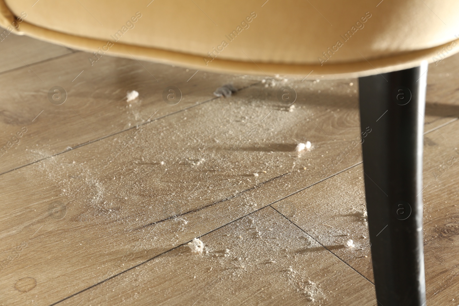 Photo of Clumps of dust on wooden floor indoors