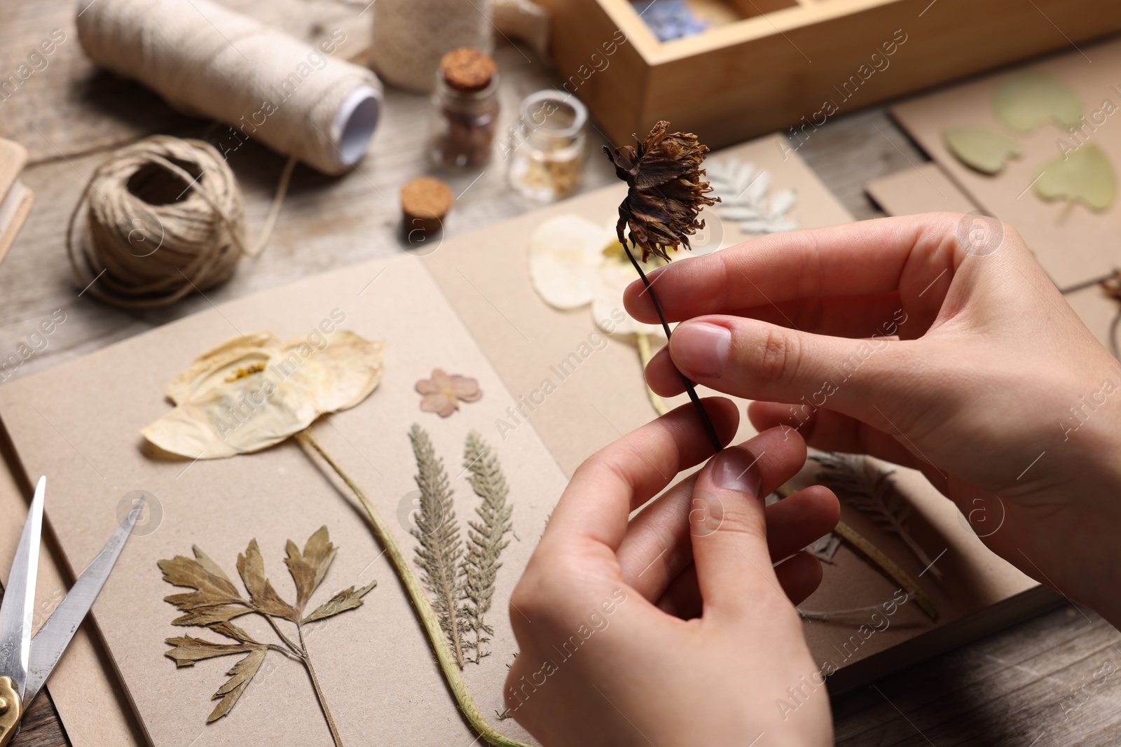 Woman putting dry flowers into notebook at wooden table, closeup Photo of Woman putting dry flowers into notebook at wooden table, closeup