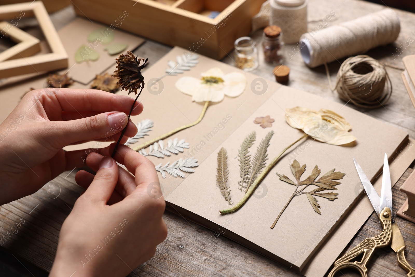 Woman putting dry flowers into notebook at wooden table, closeup Photo of Woman putting dry flowers into notebook at wooden table, closeup