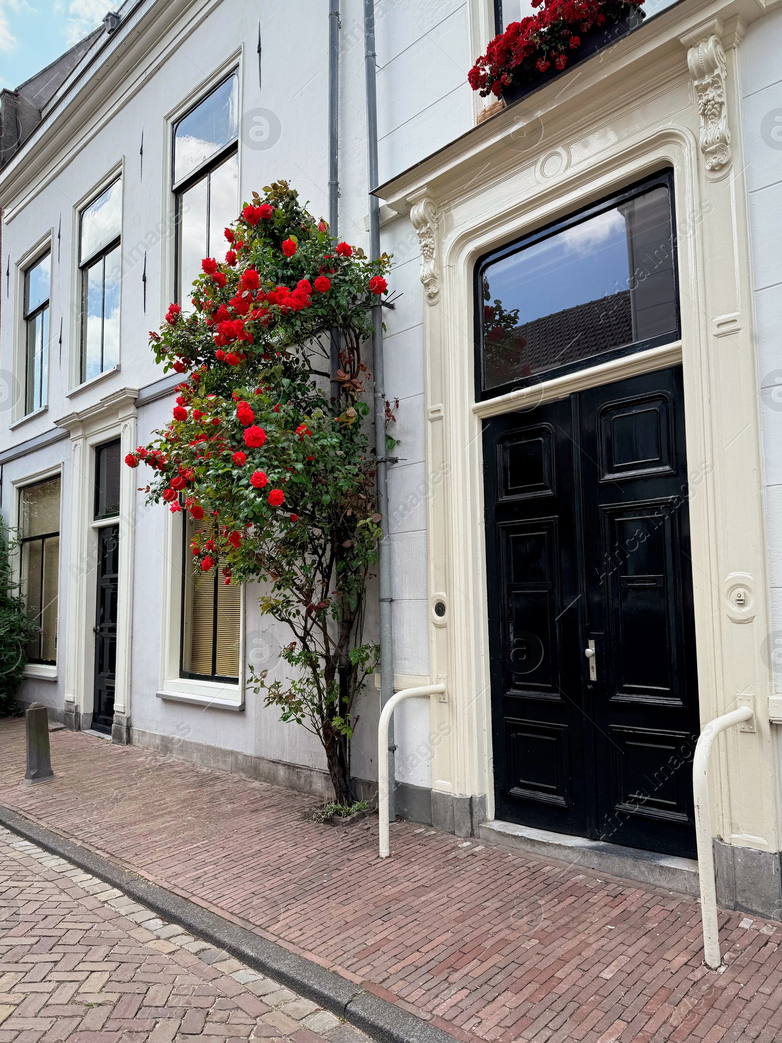 Photo of Bush of beautiful red roses on building wall outdoors