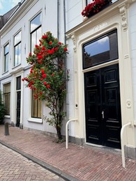 Photo of Bush of beautiful red roses on building wall outdoors