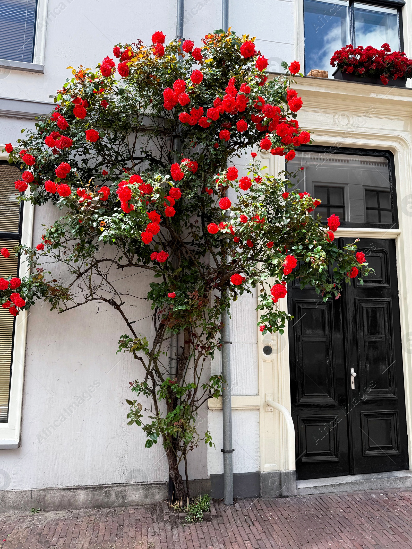Photo of Bush of beautiful red roses on building wall outdoors