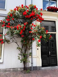 Photo of Bush of beautiful red roses on building wall outdoors